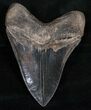 Black Beauty Megalodon Tooth - Medway Sound #13626-2